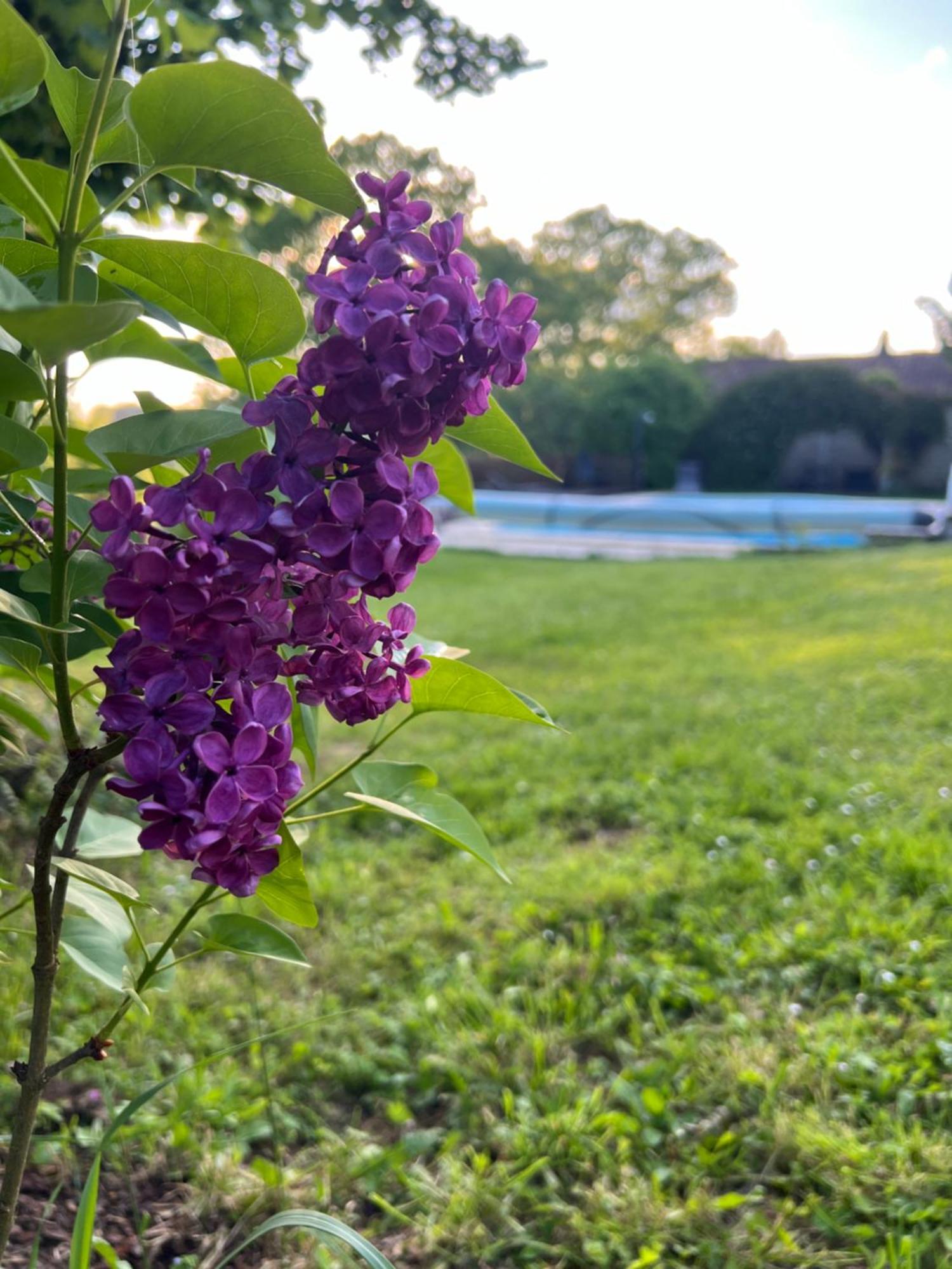 Entire Apartment With Swimming Pool Near Aubeterre Saint-Romain  エクステリア 写真